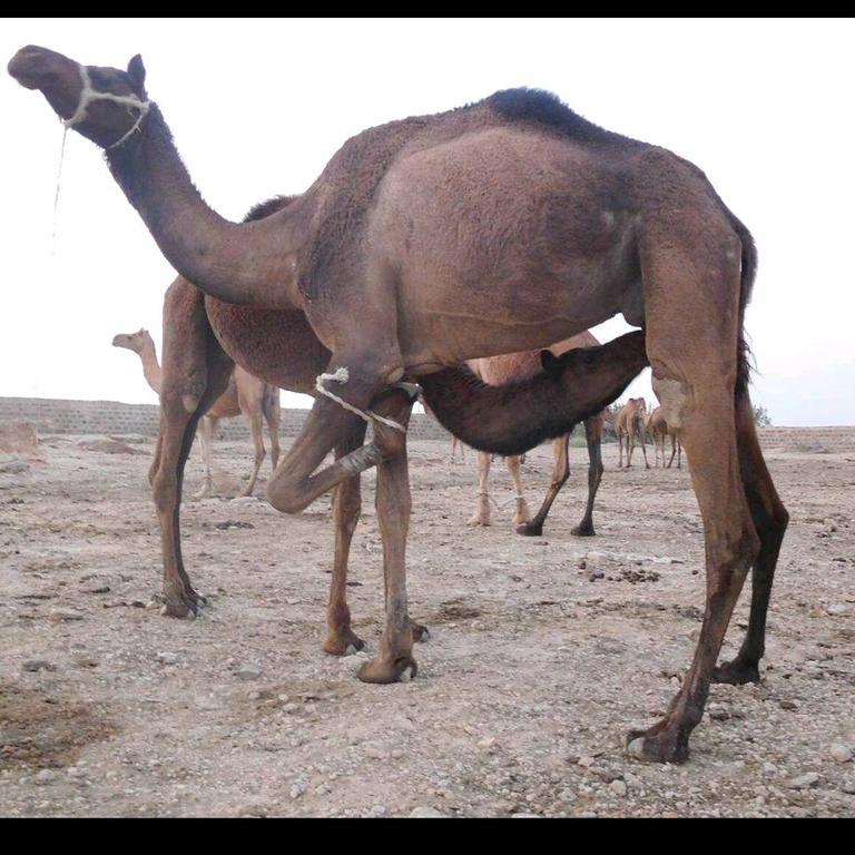 Hotel Fotiya Jaisalmer Luaran gambar